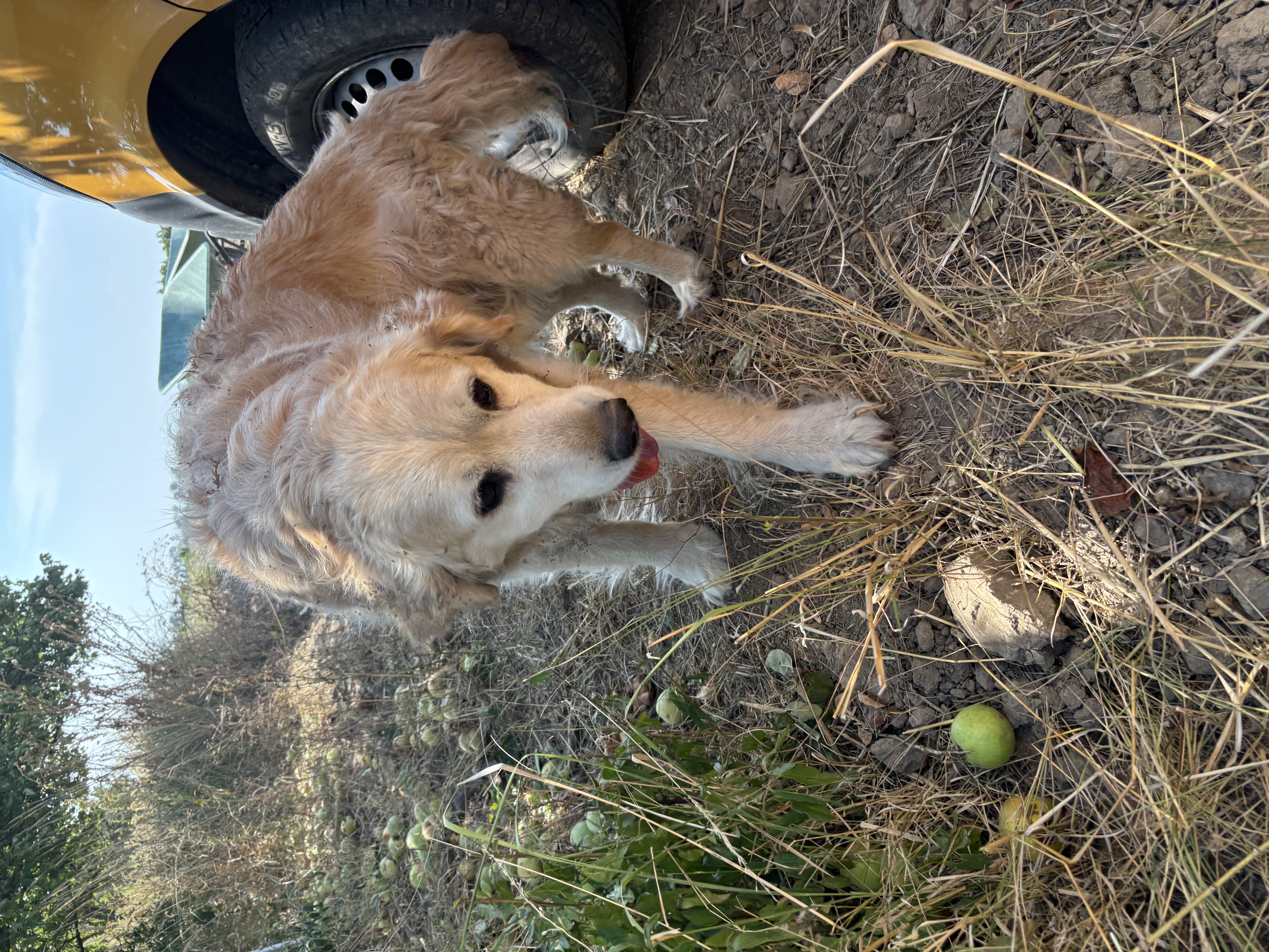 Unser Weingarten-Hund